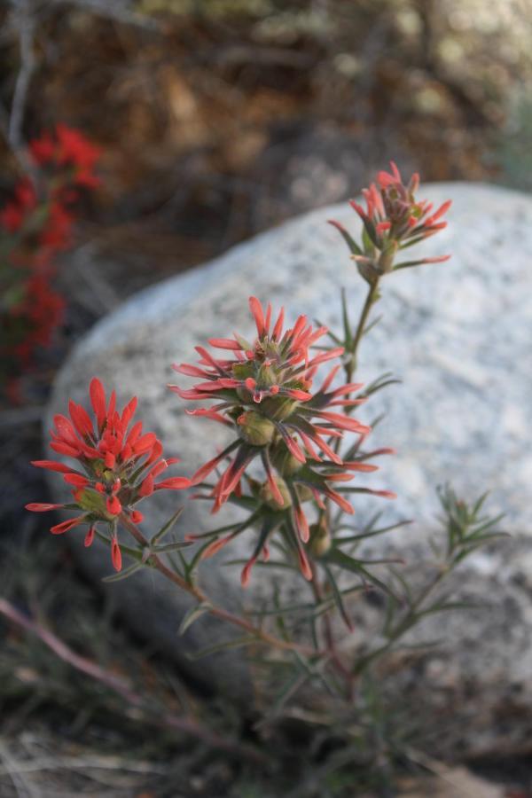 Bristlecone